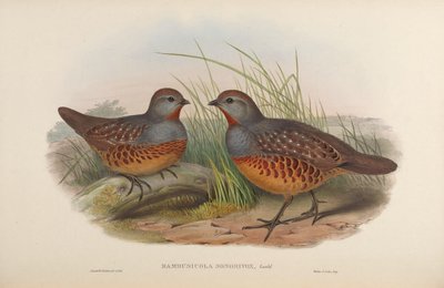 Bambusicola sonorivox = Bambusicola thoracicus sonorivox - John Gould